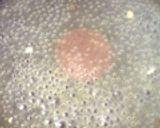 私の定番ペペロンチーノ＊作り方6写真