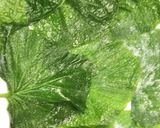 南紀白浜名物わさび葉「葵寿司」作り方6写真