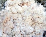 友情の白子丼作り方3写真