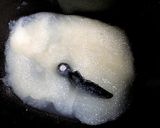 ✲玉ねぎペーストde新玉ねぎ食パン✲作り方7写真