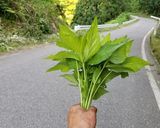 伸びた三つ葉のお浸し・我流の食べ方作り方1写真