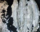 ☆納豆＋ワカサギ☆さらに骨元気♪作り方1写真