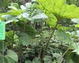 ＊ラワン蕗と厚揚げの煮物＊作り方1写真