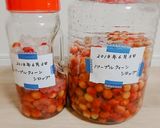 可愛いパープルクィーンの梅シロップ作り方4写真