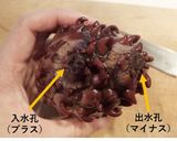 ホヤの刺身作り方1写真