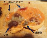 ホヤの刺身作り方7写真