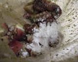 バジル風味！揚げないたこ唐揚げ♪作り方3写真