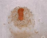 梅干しとちりめんじゃこのおにぎり作り方1写真