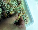 フライパンで！豚ヒレ肉のカレーカツレツ作り方2写真