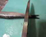 イワシのさばき方？（自己流＾＾；）作り方5写真