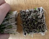 タカキビと椎茸のジャージャー麺作り方5写真