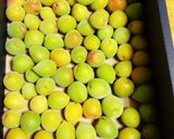 我が家のしそ梅干し作り方1写真