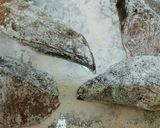 10分で簡単♪ブリのオイマヨ照り焼き作り方1写真