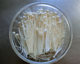 えのきのレンチンお浸し山椒風味♪作り方1写真