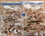 すじ肉で馬肉鍋作り方6写真