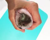 義母直伝イカのたまご詰め！イカたまご！作り方9写真
