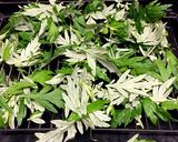 ハーブの女王よもぎ茶作り方1写真