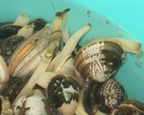 あさりの砂抜き ☆ 海水がなくてもＯＫ！作り方4写真