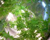 永久保存版「木の芽・山椒の新芽」冷凍保存作り方2写真