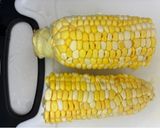 しなびたとうもろこしの復活方法(実験)作り方4写真