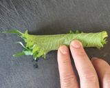 簡単3分、やみつき♪豆腐×塩昆布作り方3写真