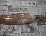 簡単♪扱いやすいヤリイカで♪いかそうめん作り方1写真