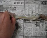 簡単♪扱いやすいヤリイカで♪いかそうめん作り方3写真