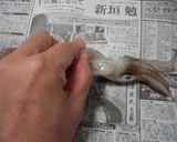 簡単♪扱いやすいヤリイカで♪いかそうめん作り方2写真