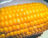 とうもろこしの低温調理 温度比較実験作り方5写真