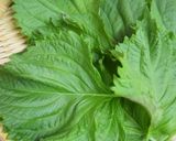 しおれた大葉を復活&保存法作り方1写真