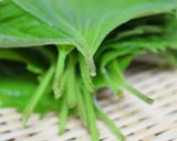しおれた大葉を復活&保存法作り方2写真