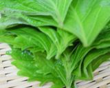 しおれた大葉を復活&保存法作り方4写真