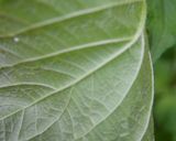 しおれた大葉を復活&保存法作り方9写真