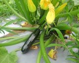 キクラゲと夏野菜のピクルス、糖質カットで作り方11写真