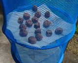 【10％】減塩梅干し【お酢】作り方6写真