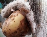 簡単!時短!新じゃがの皮むき作り方1写真