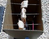自家製ベーコン作り方5写真