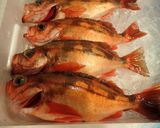ウスメバルの刺身作り方1写真