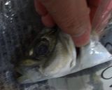 ヒレぴんっ♪元気姿♪鯵のたたき作り方7写真