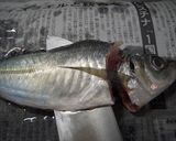 ヒレぴんっ♪元気姿♪鯵のたたき作り方5写真