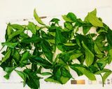 狭山茶 生茶葉 レンジで緑茶!作り方1写真