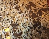 簡単パラパラのシンプルな、ちりめん炒飯作り方3写真