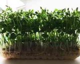 いつも成功!秘密の豆苗再生法 育て方作り方25写真