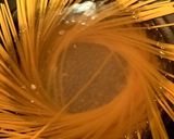 ツナと甘辛ピーマンのアラビアータ作り方10写真