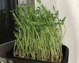 いつも成功!秘密の豆苗再生法 育て方作り方26写真