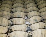 餃子ゴロゴロ具材いっぱい～作り方5写真