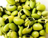 自家栽培！発芽大豆から豆もやし作り方5写真