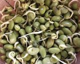 自家栽培！発芽大豆から豆もやし作り方6写真