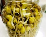 自家栽培！発芽大豆から豆もやし作り方7写真