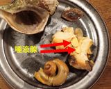 ヒメエゾボラ（青ツブ）のつぶ焼き作り方7写真